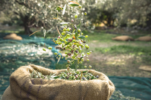 Extra Virgin Olive Oil, 100% ITALIAN Olives, 500 ml image 6