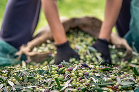1 Case (12 x 500 ml) First Cold Pressed Olive Oil, 100% ITALIAN Olives image 2