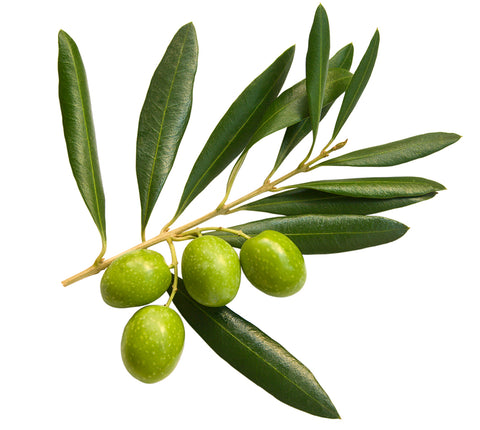 Extra Virgin Olive Oil, 100% ITALIAN Olives, 500 ml image 7